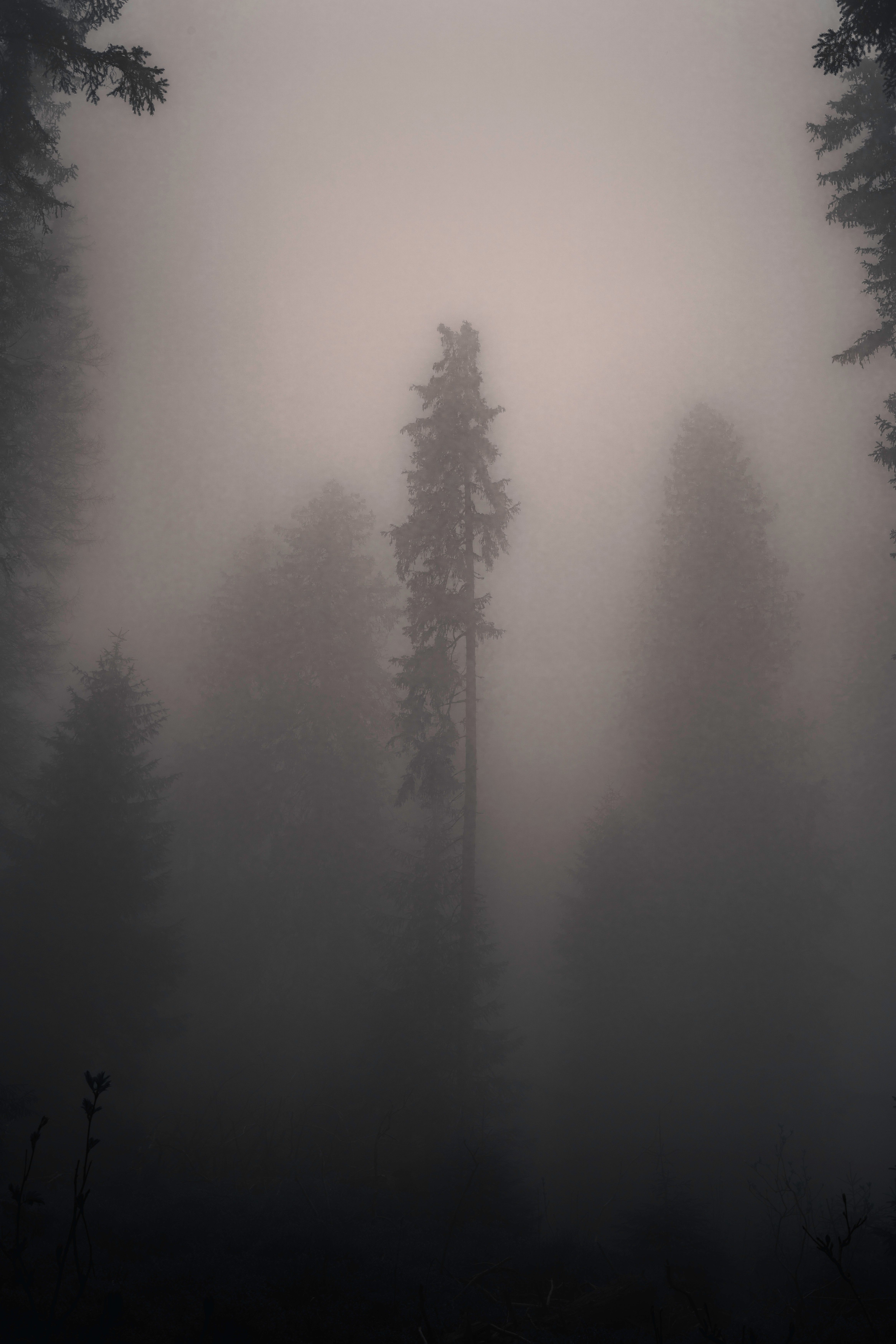 Moody forest scene with tall trees shrouded in dense fog creating a mysterious atmosphere.. pexels, moody, forest