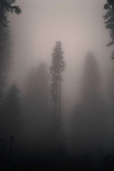 Moody forest scene with tall trees shrouded in dense fog creating a mysterious atmosphere.. pexels, moody, forest