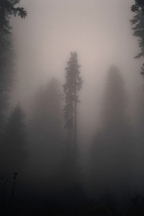 Free Moody forest scene with tall trees shrouded in dense fog creating a mysterious atmosphere. Stock Photo