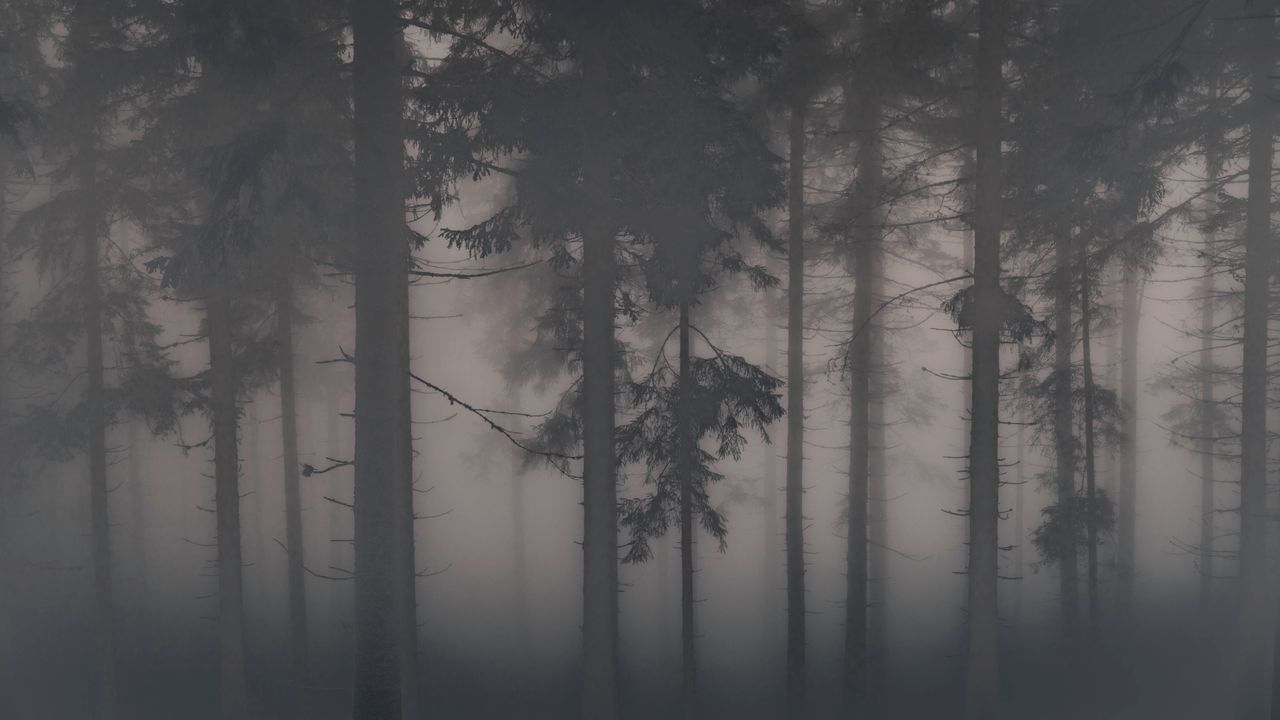 ethereal view of mist covered trees in a dense forest creating a myste