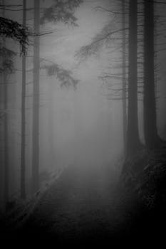 Explore a mysterious forest shrouded in thick fog with a hauntingly beautiful black and white aesthetic.