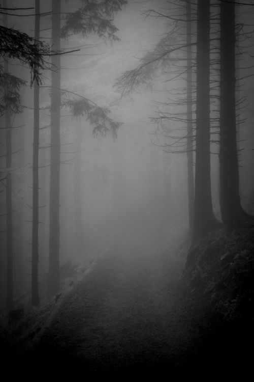 Free Explore a mysterious forest shrouded in thick fog with a hauntingly beautiful black and white aesthetic. Stock Photo