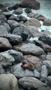 好的，请提供需要优化的句子