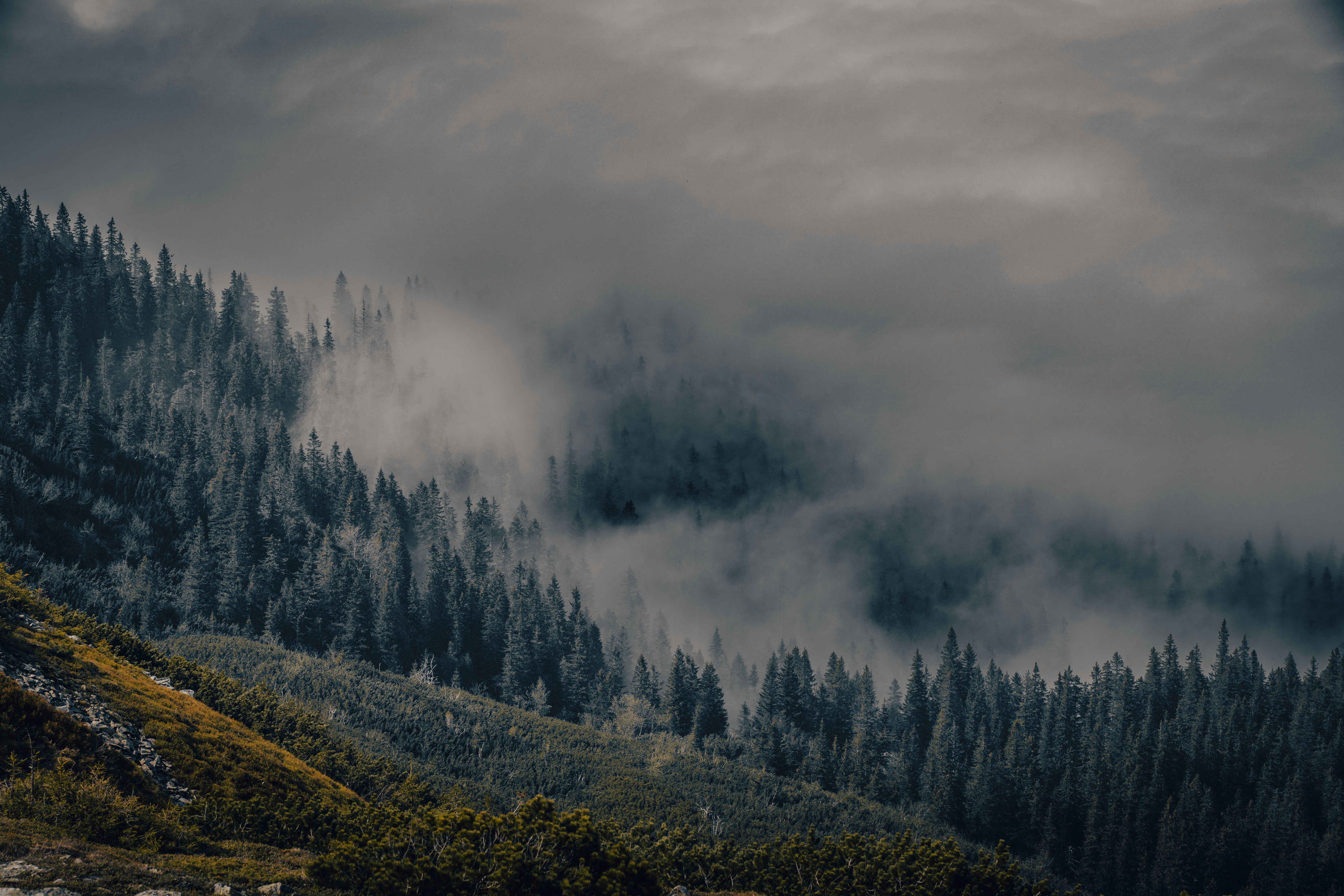 Misty Forest Mountainscape with Dense Fog · Free Stock Photo