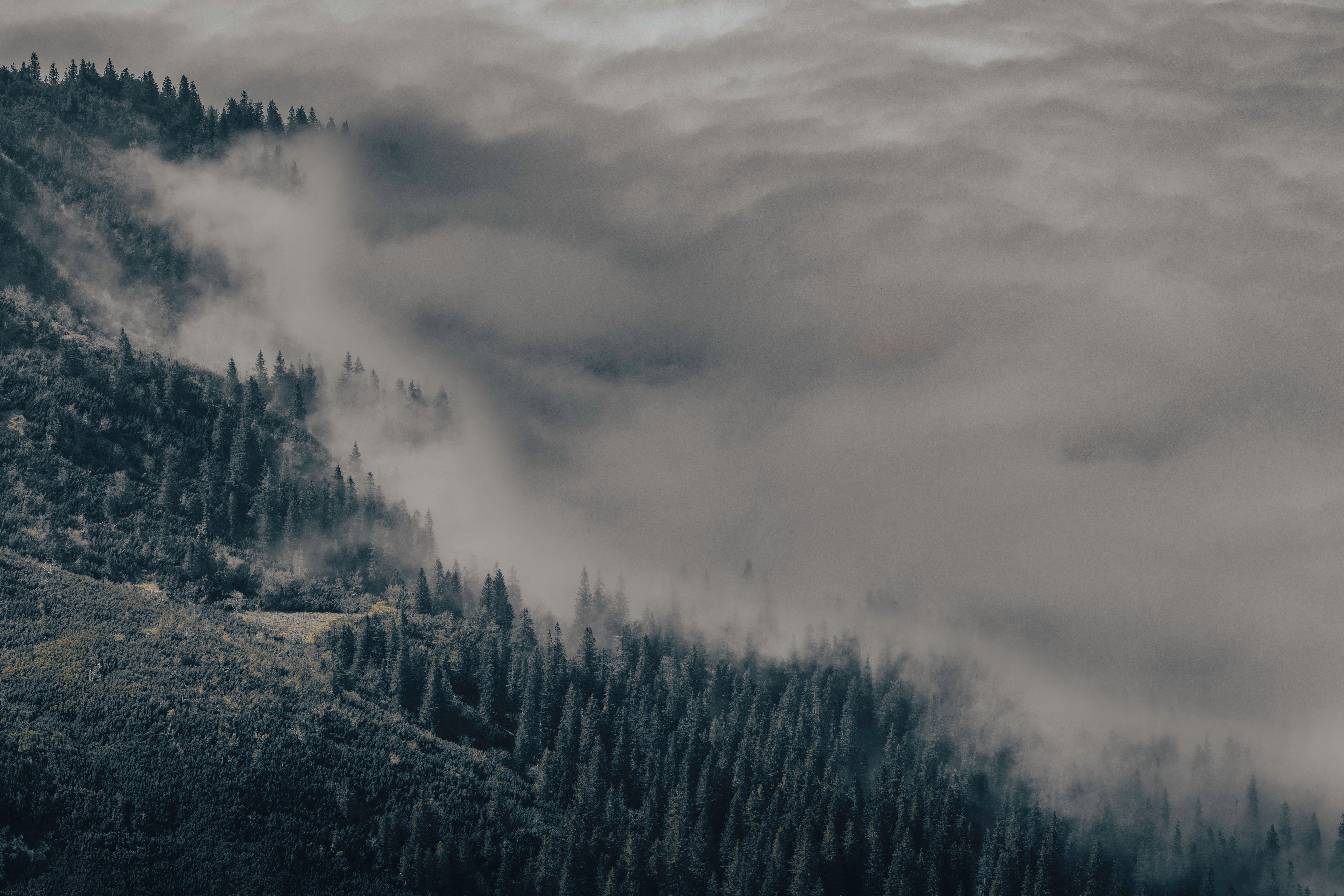 Dramatic forest landscape with clouds enveloping the mountains, creating a mystical atmosphere.