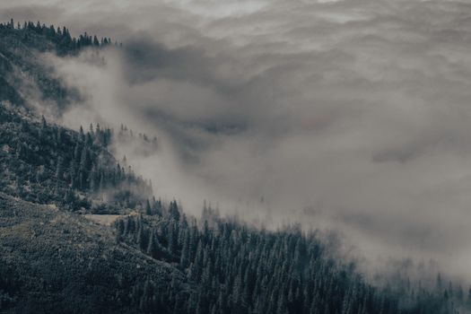 Dramatic forest landscape with clouds enveloping the mountains, creating a mystical atmosphere.