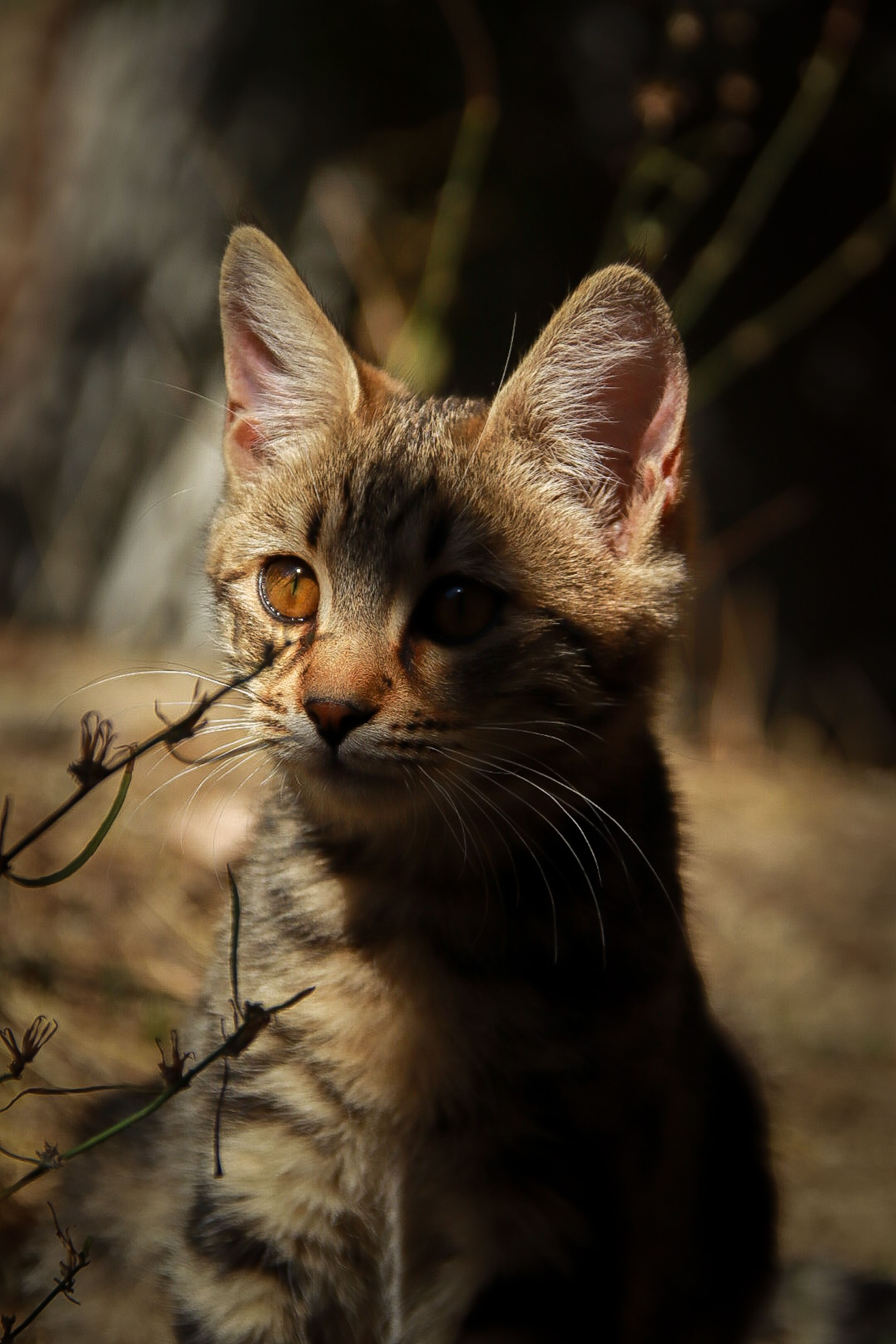 Captivating close-up of a young tabby cat in a sunlit outdoor environment.