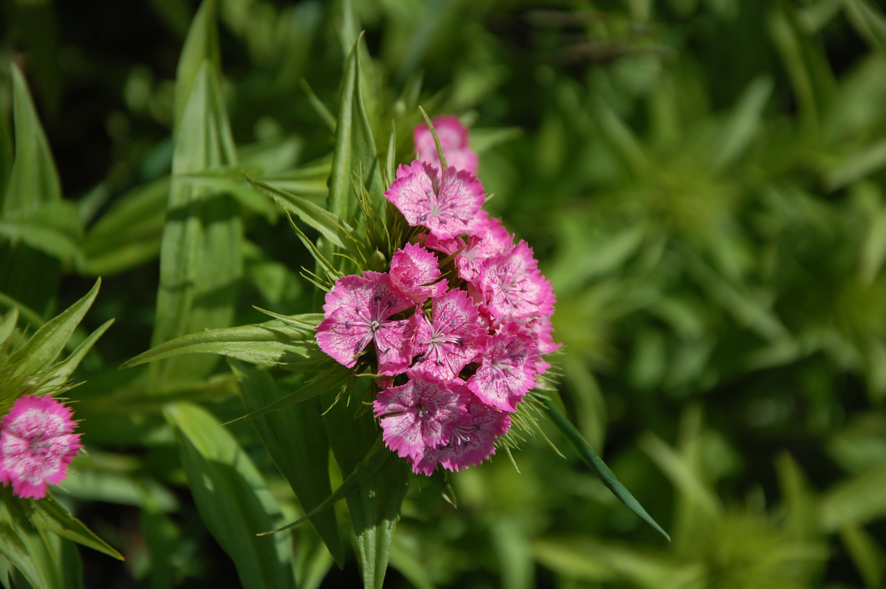 Dianthus growing in PVC pipe system - Dianthus Hydroponics: Seed-to-Bloom in PVC Pipes