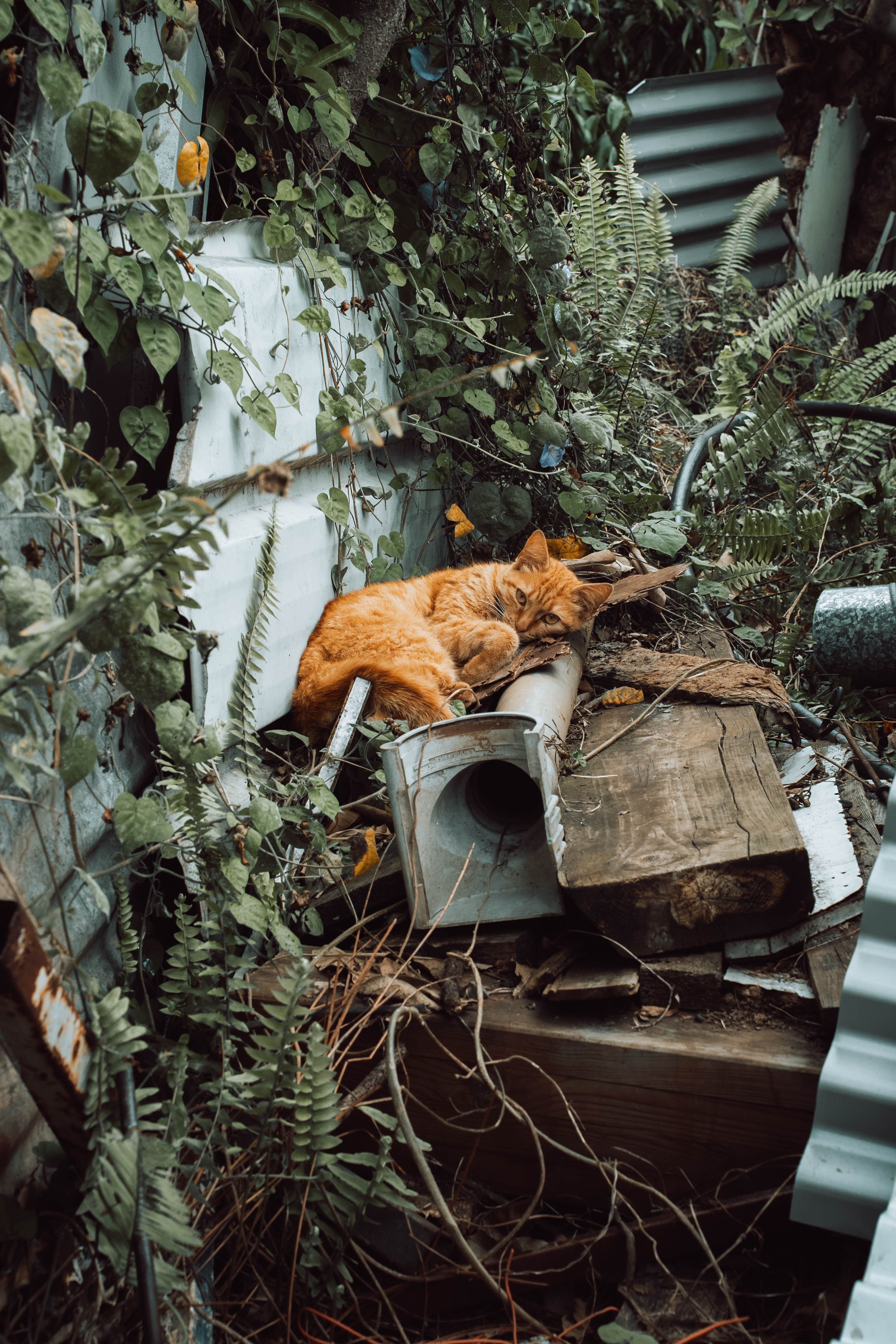 Ginger Cat Resting in Rustic Outdoor Garden Scene · Free Stock Photo