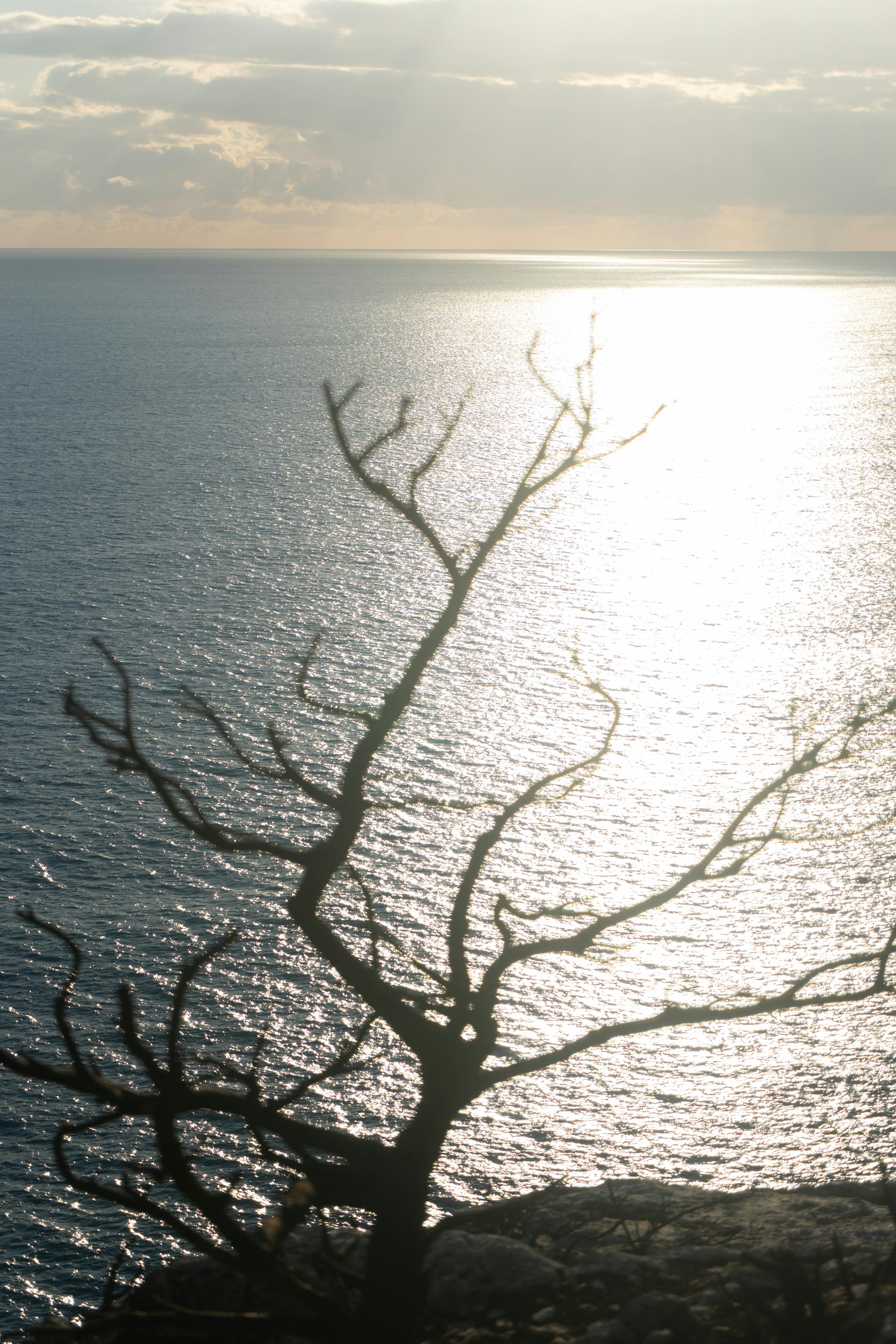在日落时分，扎金索斯的水域波光粼粼，树木的剪影映衬其中