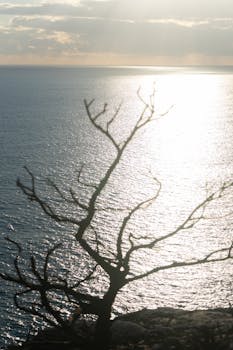 在日落时分，扎金索斯的水域波光粼粼，树木的剪影映衬其中