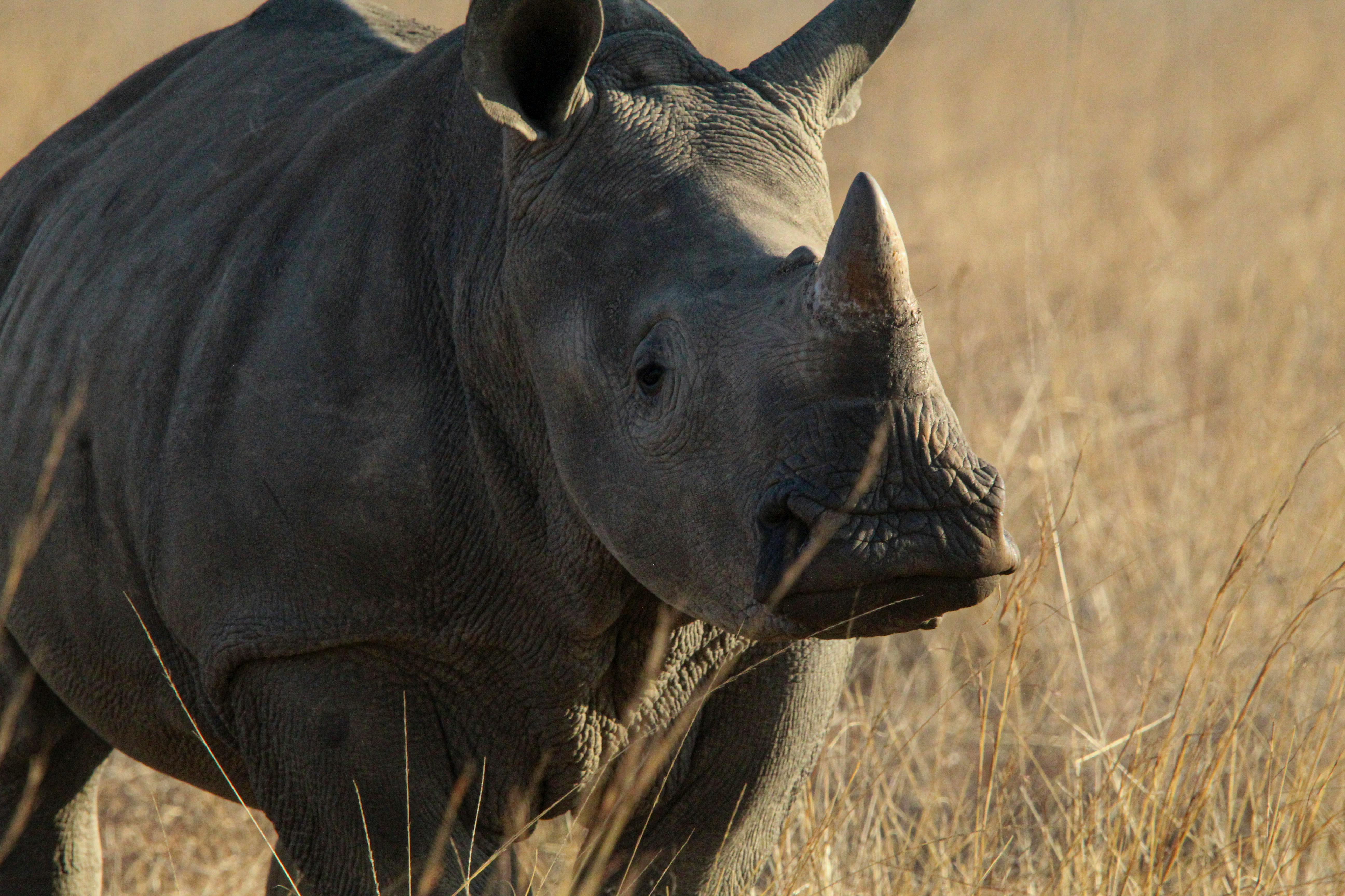Big Horn Outdoor Adventure Show returns to Spokane — Photo by Chané Timmerman on Pexels