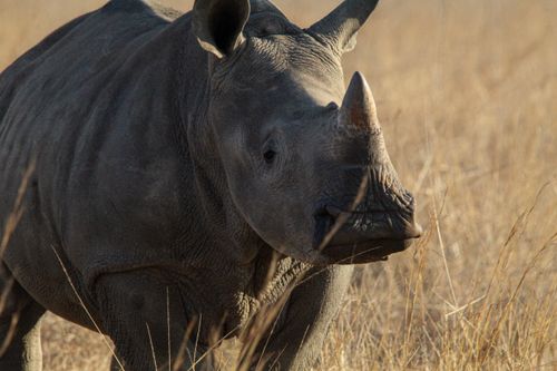 Free A young rhinoceros roaming the African savanna, surrounded by tall grass. Stock Photo