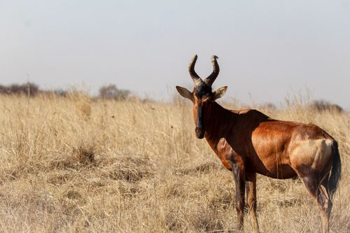 Free A red hartebeest grazes in the African savanna, highlighting its unique horns and warm brown coat. Stock Photo