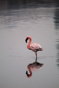 flamingo photo