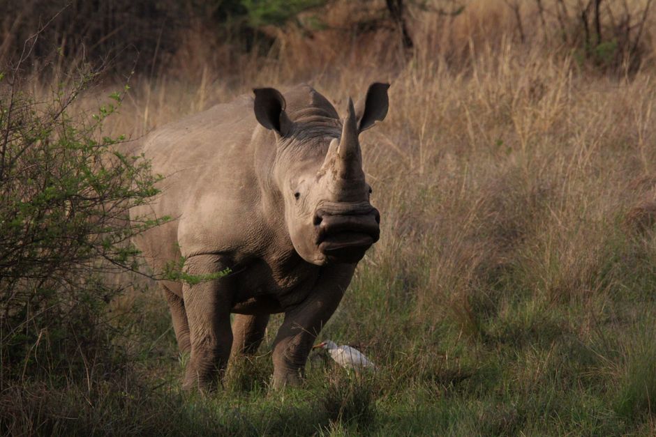 Majestic rhino grazing in the African savanna, highlighting conservation efforts.