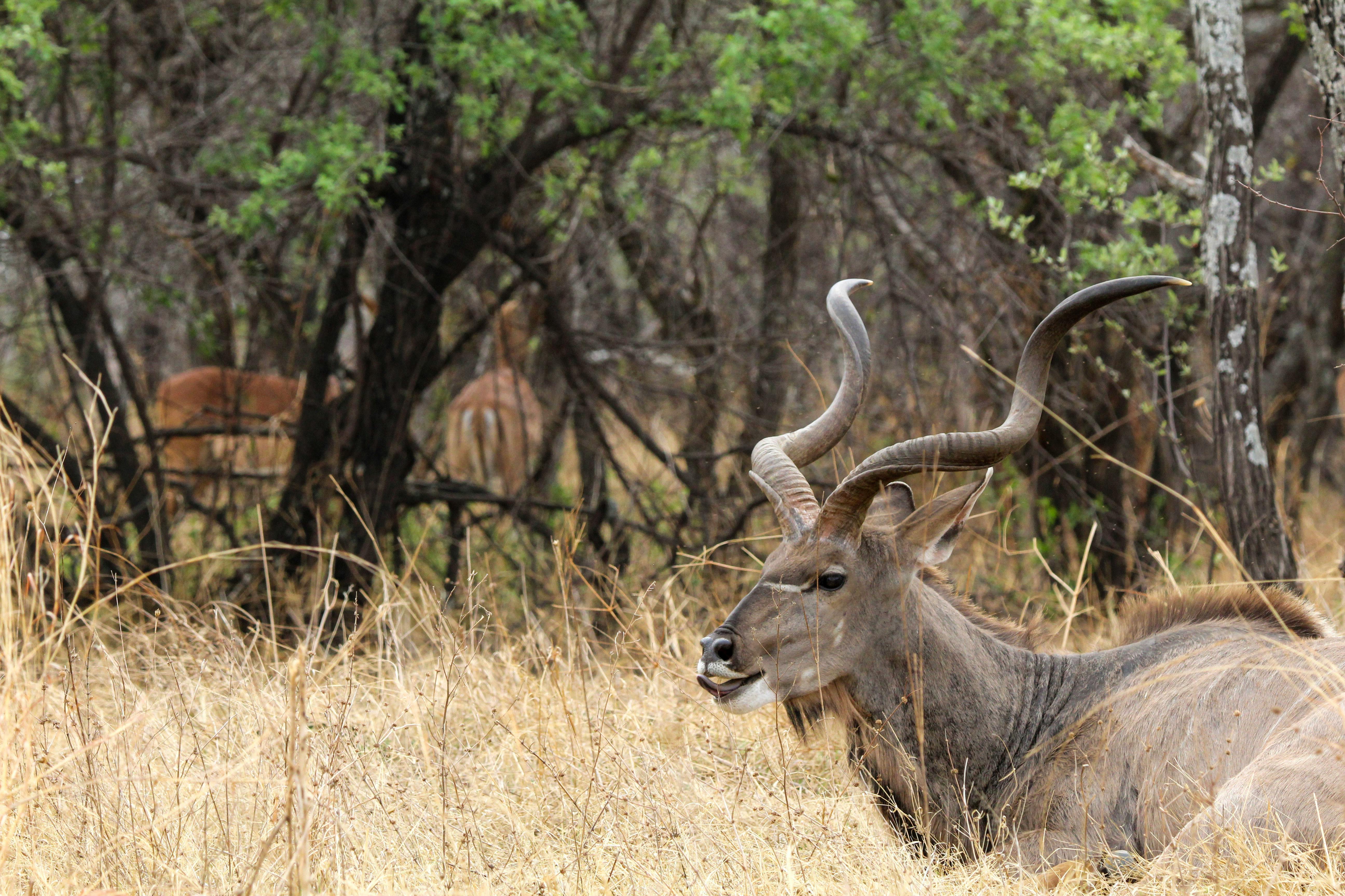 Gratuit Un superbe koudou aux cornes en spirale se reposant dans le paysage luxuriant de la savane africaine. Photos