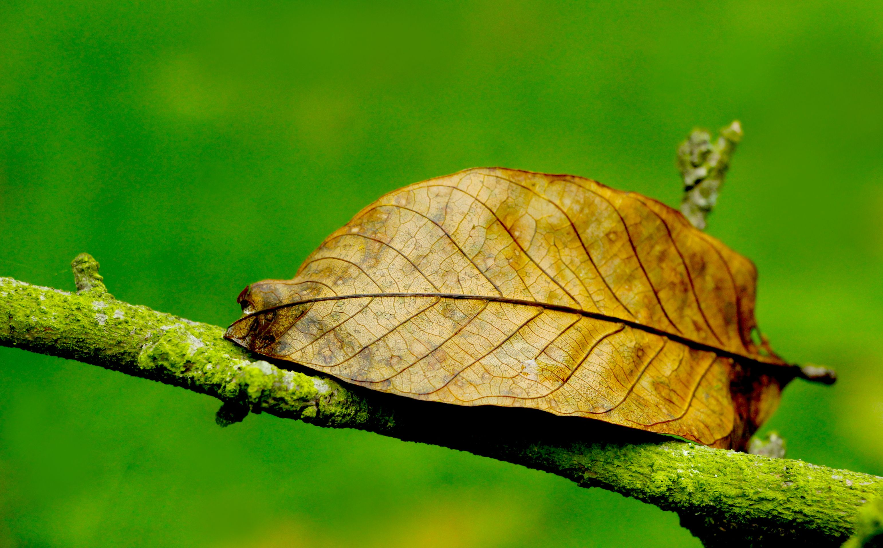 Close-up of a Dry Leaf on a Mossy Branch · Free Stock Photo