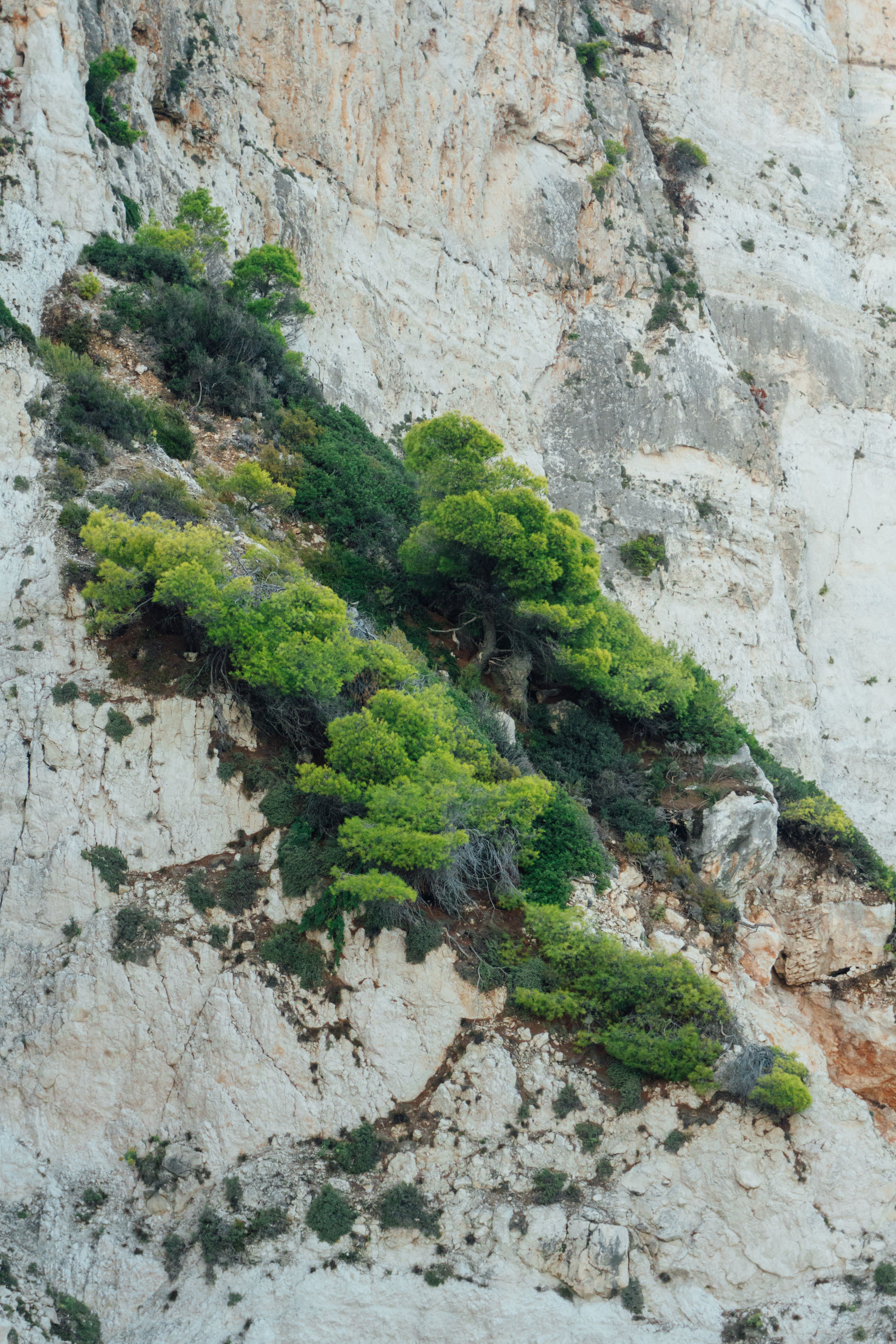 Vibrant greenery on a steep cliff, showcasing nature's resilience.