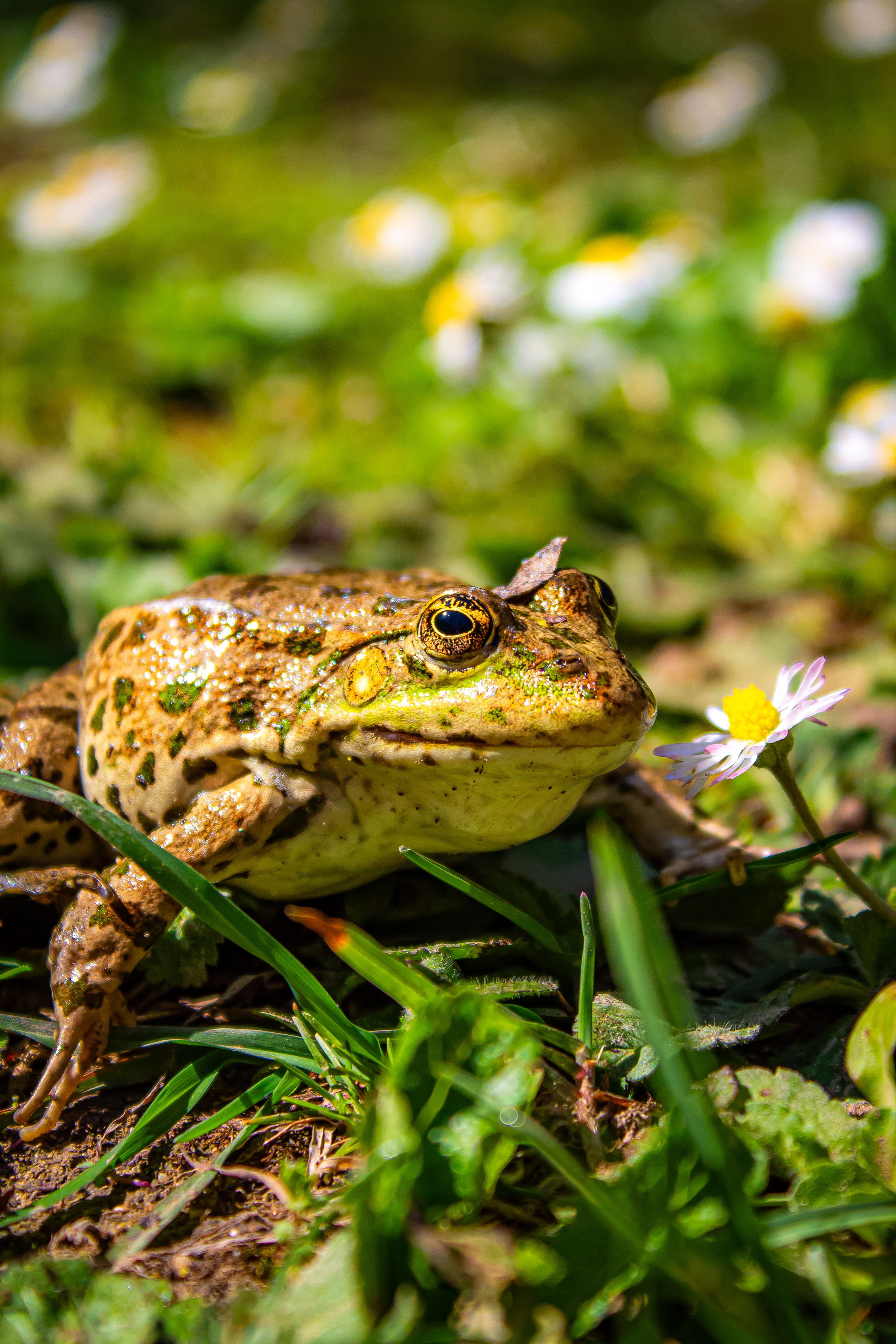 Primer Plano De Una Rana En Su Hábitat Natural · Foto de stock gratuita