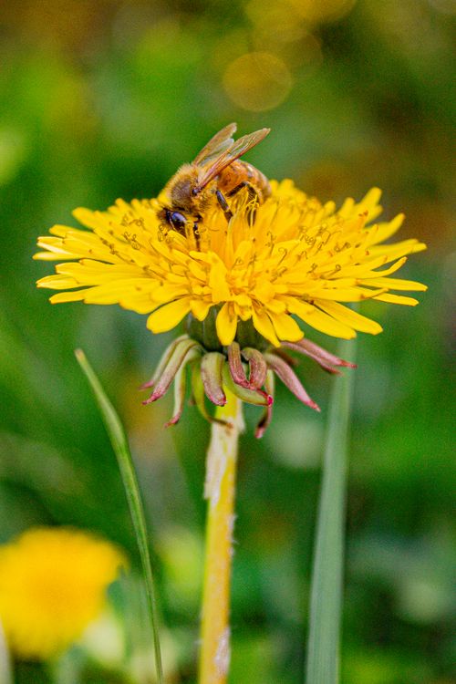 Free Close-up of a bee gathering nectar from a vibrant yellow dandelion in a natural setting. Stock Photo