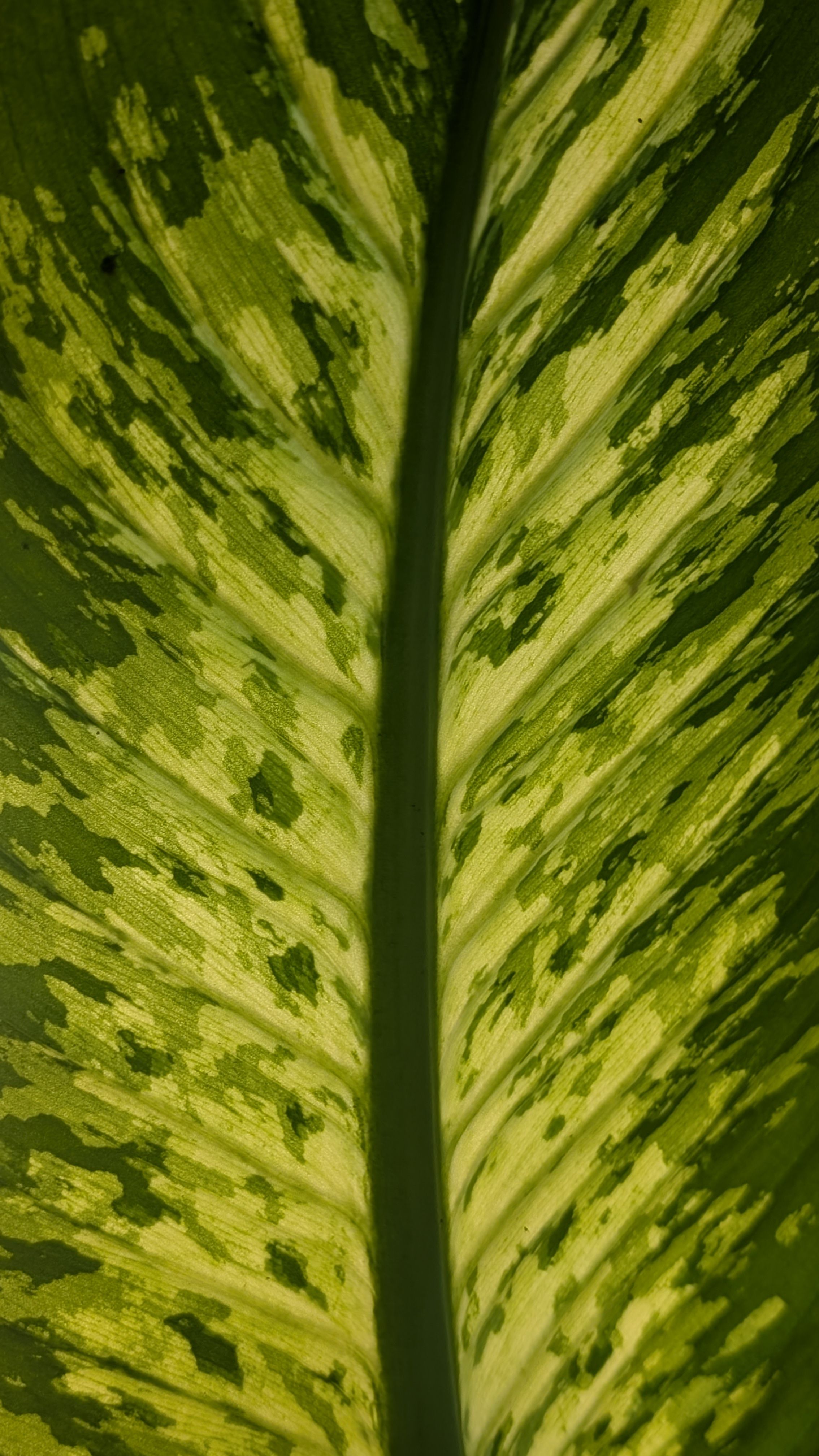 Fotomural Fotolia