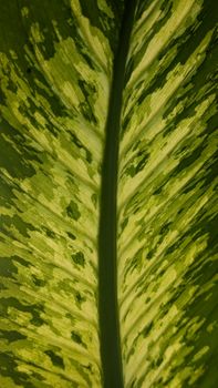 Detailed macro shot of a Dieffenbachia leaf showcasing intricate green vein patterns.