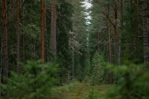 Free Explore a tranquil pathway through a dense evergreen and coniferous boreal forest. Stock Photo