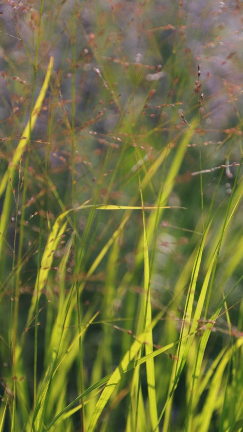 Free Bright green grasses in vibrant sunlight with blurred background, creating a natural, serene scene. Stock Photo
