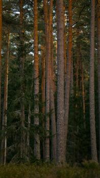 A tranquil view of tall trees in a boreal forest, capturing the essence of nature's stillness.