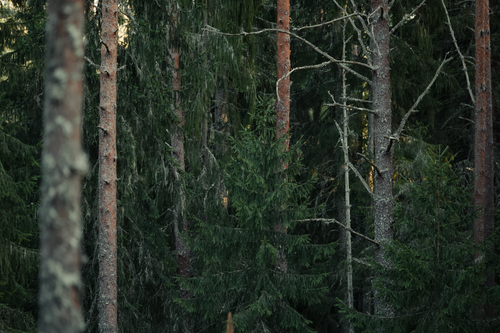 Free Serene view of a dense coniferous forest with lush evergreen trees and rich foliage. Stock Photo