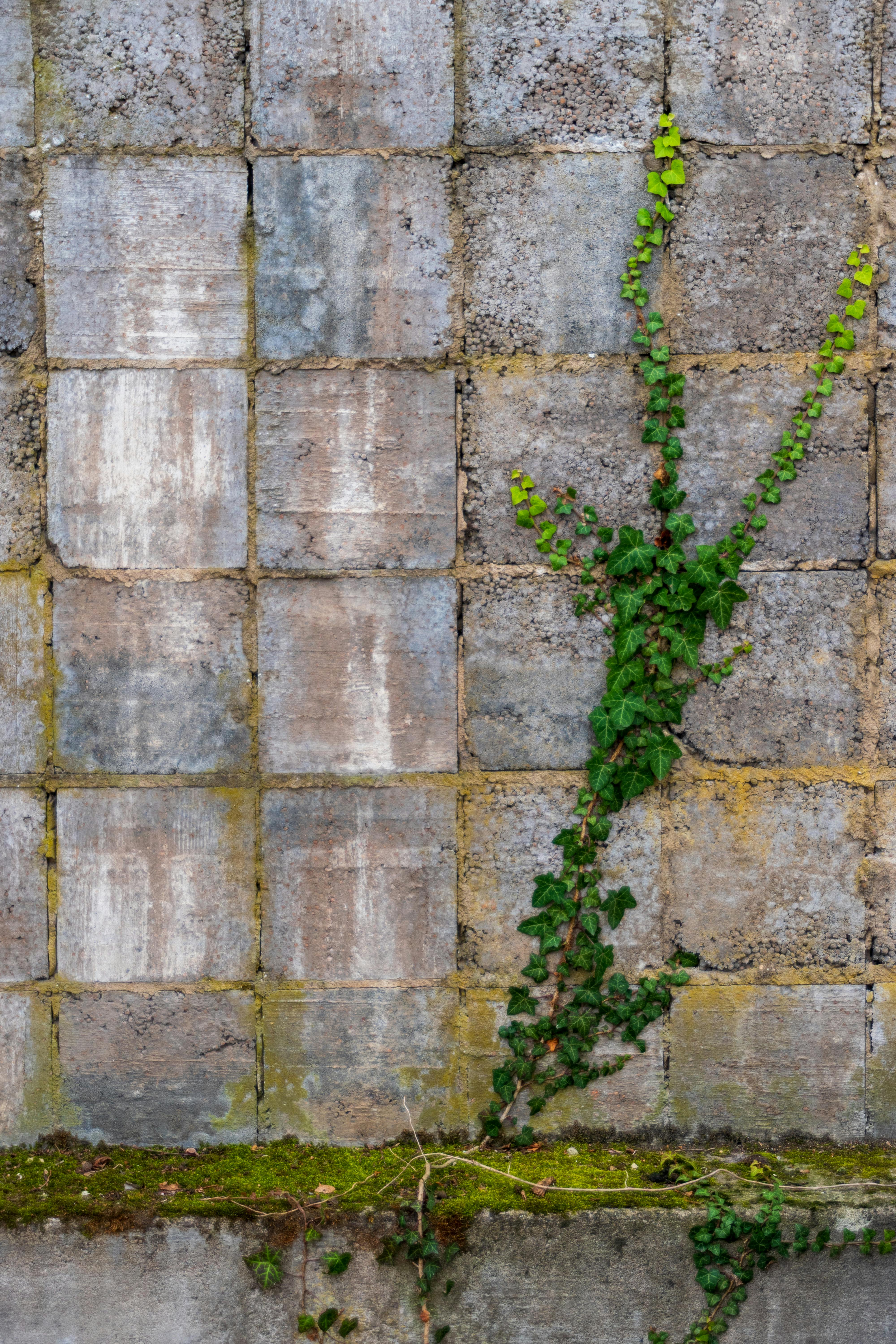 GIRUVI 「Grow on the Wall」Gracilius Amazon.com : 4