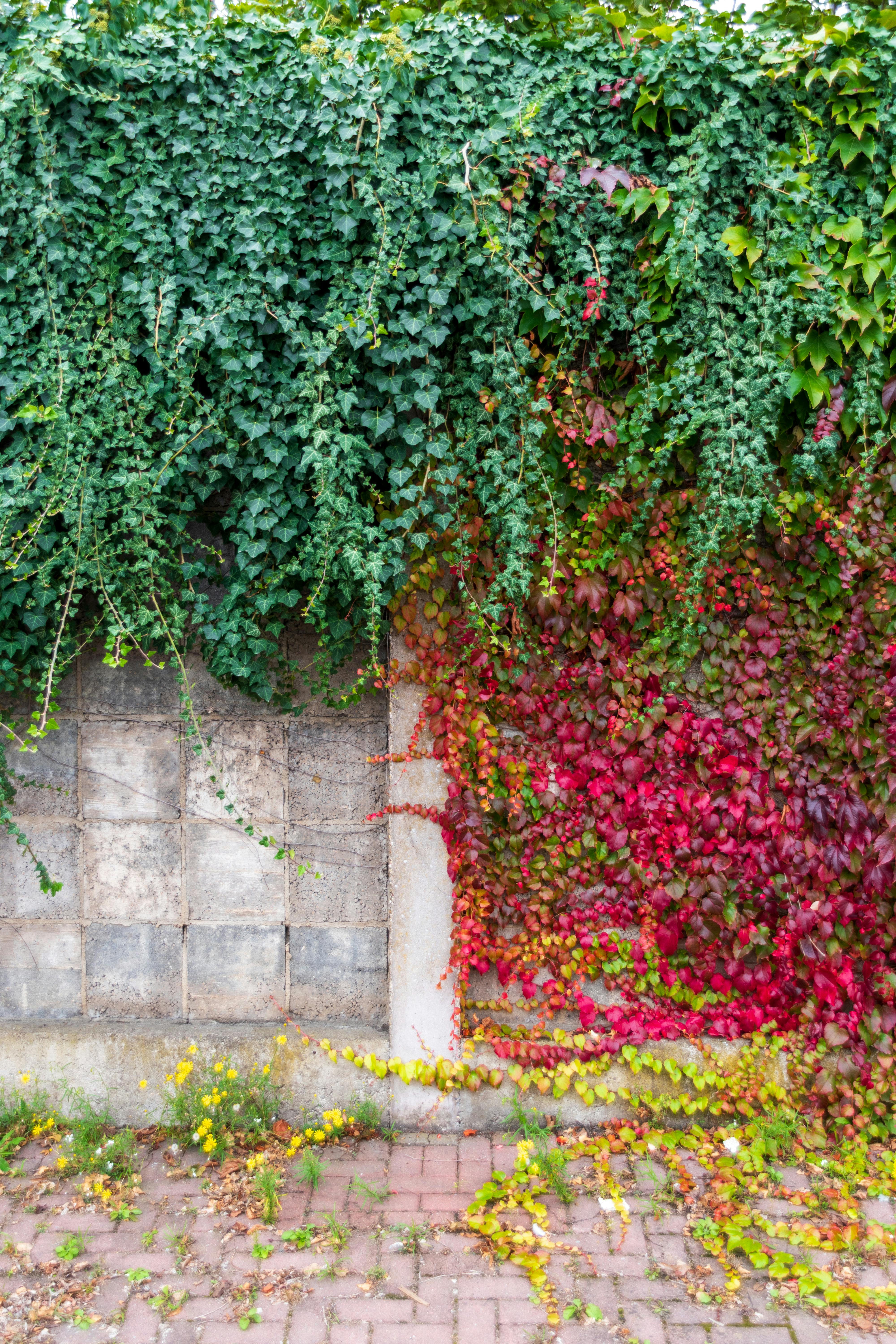 gratis Kleurrijke klimopbladeren in volle herfstbloei bedekken een rustieke bakstenen muur buiten. Stockfoto