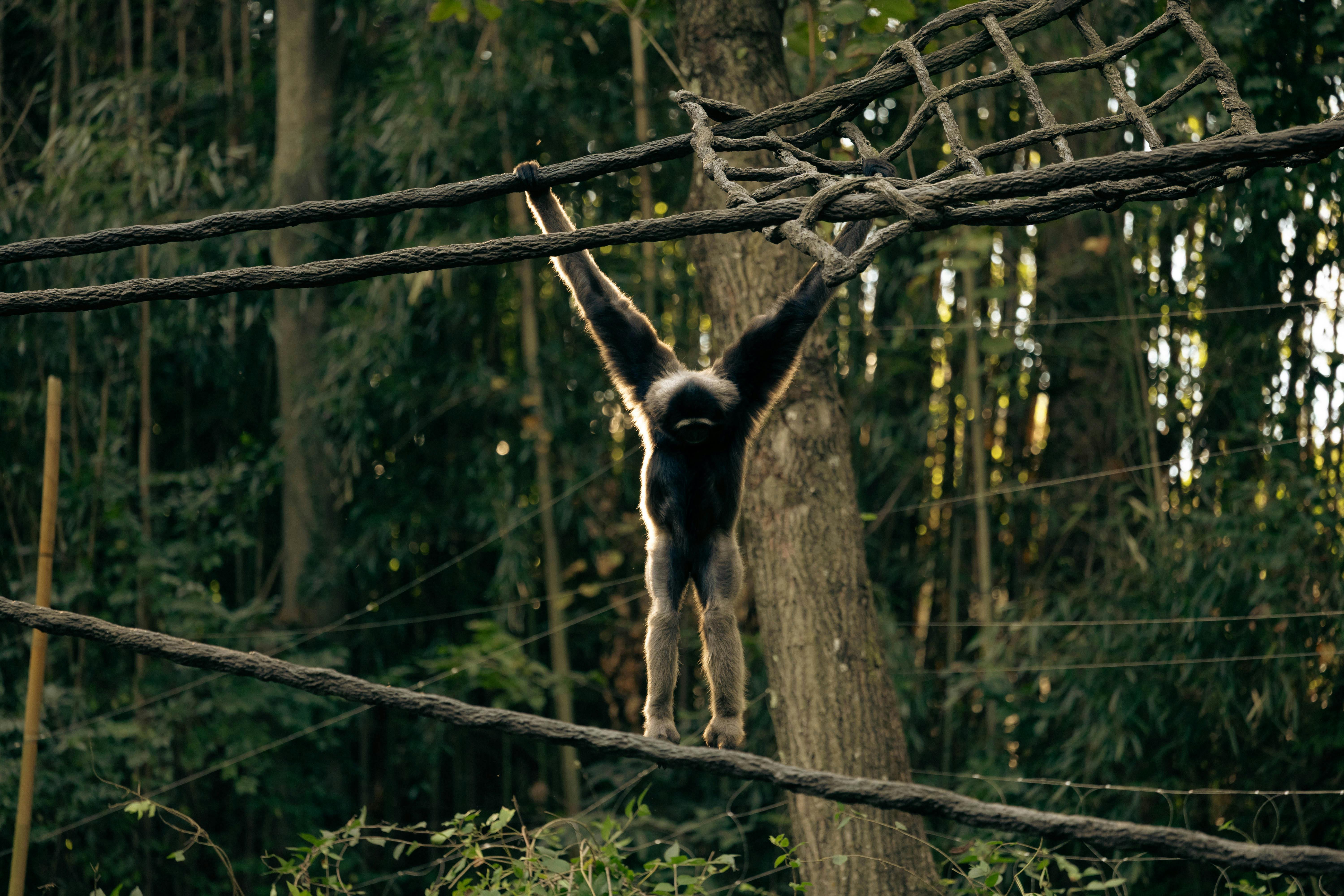 Tourist visits to Madagascar help conserve some forests,