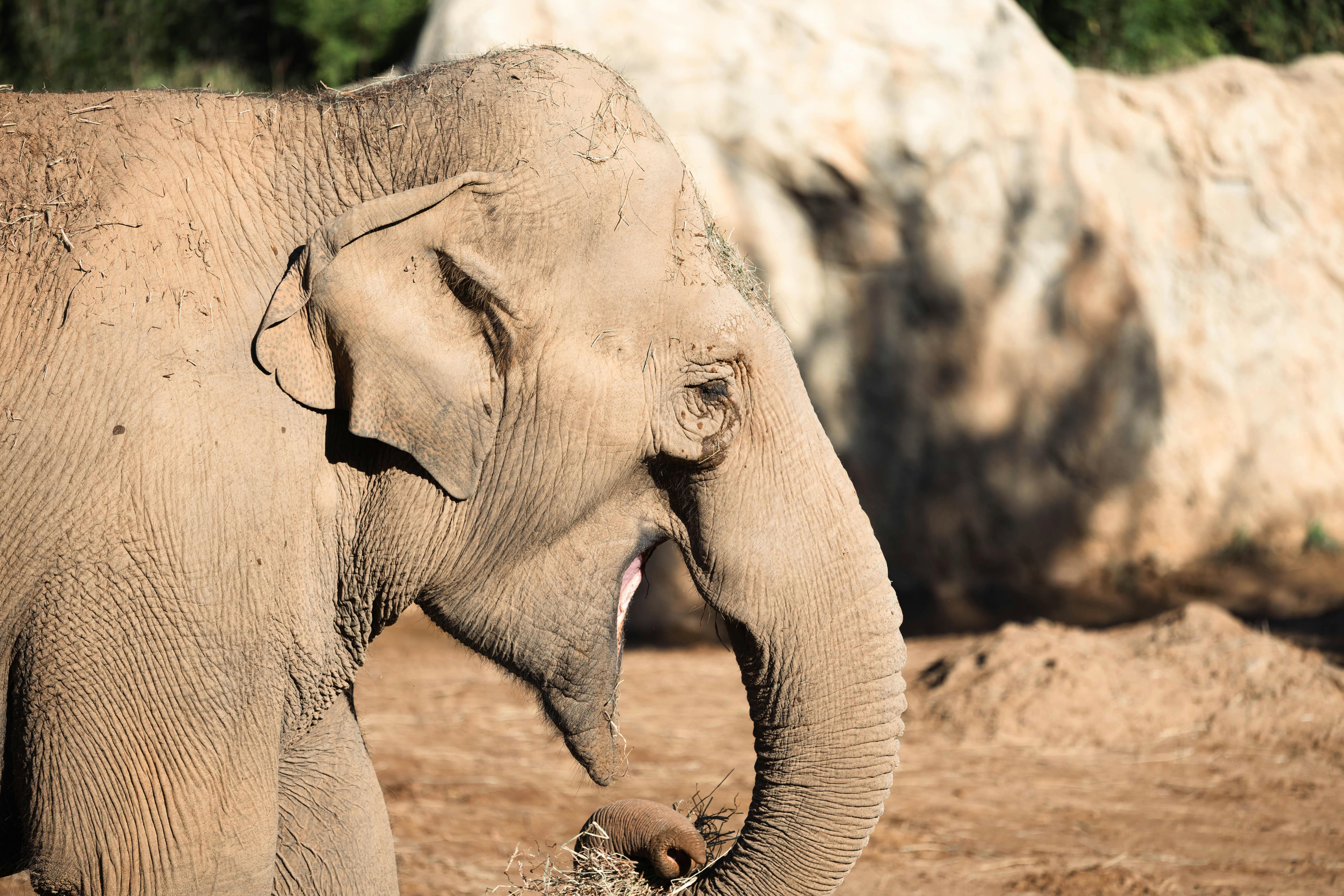 Ultimate Guide to Extreme Safari Escapades and Travel Tips