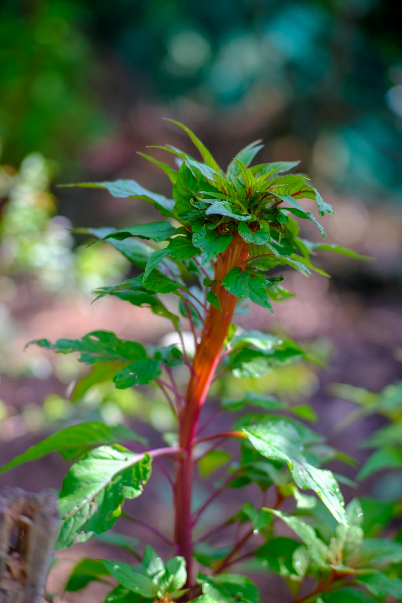 Trạng thái nửa tỉnh nửa mơ (hypnagogia) là gì?