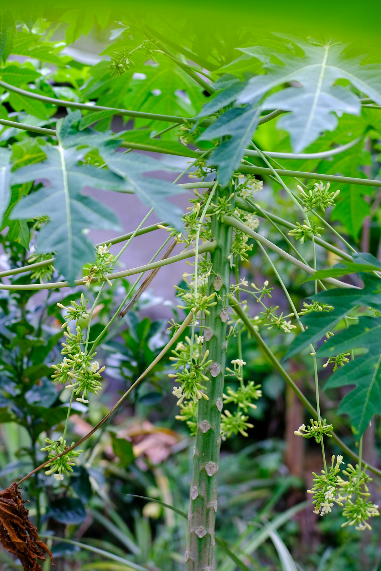 Tesla si mê chim bồ câu và câu chuyện độc đáo