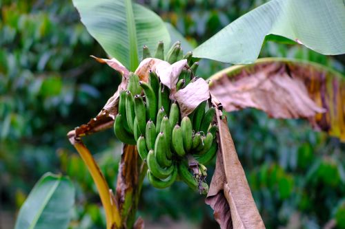 Free Clusters of green bananas growing on a tree with lush leaves, captured in Hue, Vietnam. Stock Photo