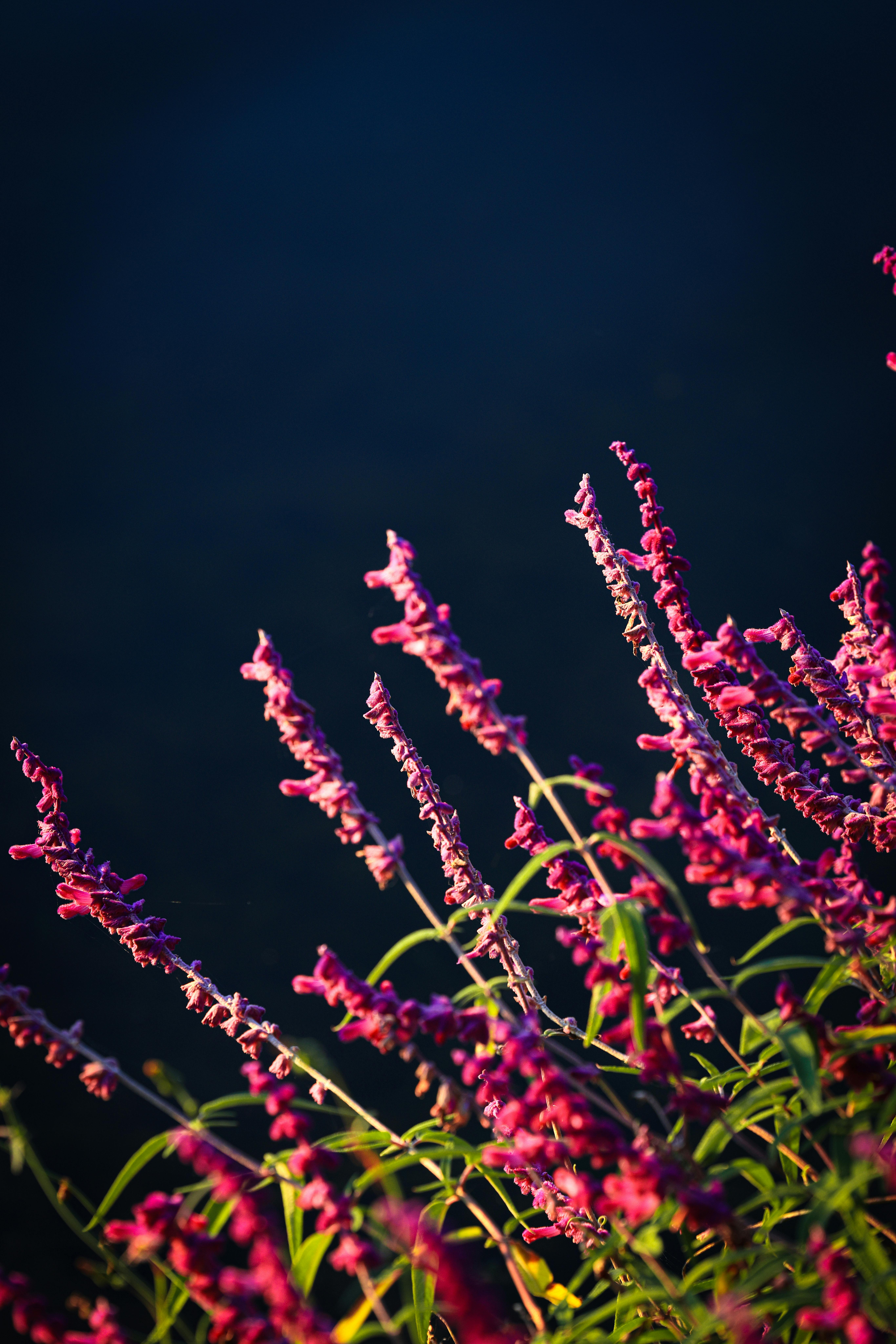 [ColoSach]-close-up-of-vibrant-pink-flowers-with-green-stems-against-a-dark-background.