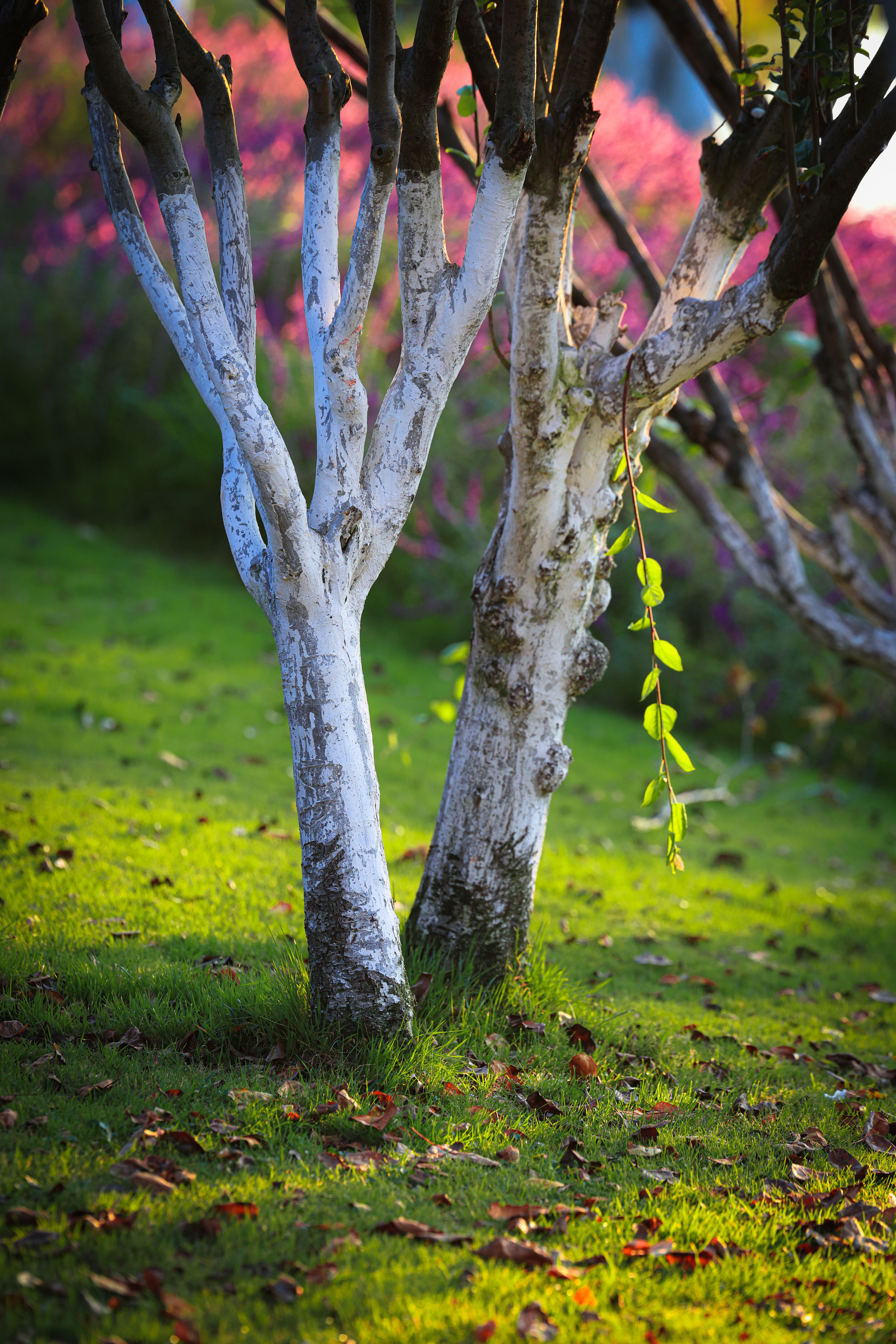 Serene Painted Tree Trunks in Spring Garden · Free Stock Photo