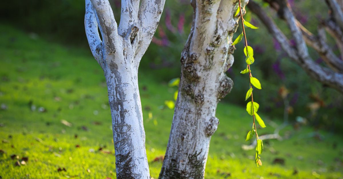 Spring Tree Trunk Serene Painted Tree Trunks in Spring Garden · Free Stock Photo