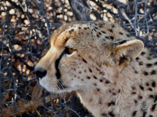 Free Intimate profile view of a cheetah among dry branches, showcasing its natural habitat. Stock Photo