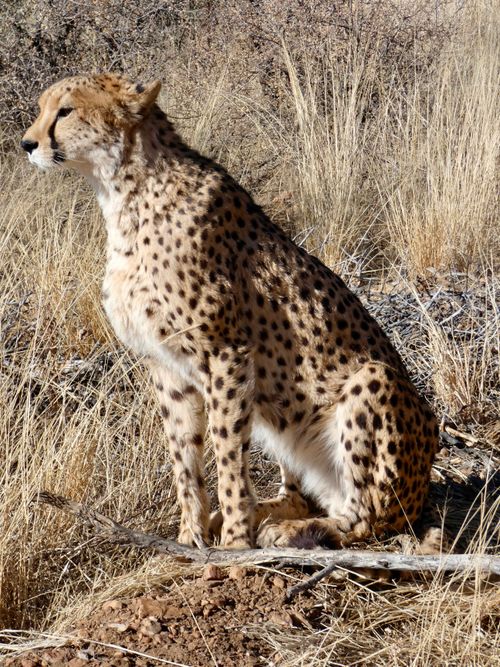 Free Cheetah sitting in dry grassland, showcasing its spotted coat. Stock Photo