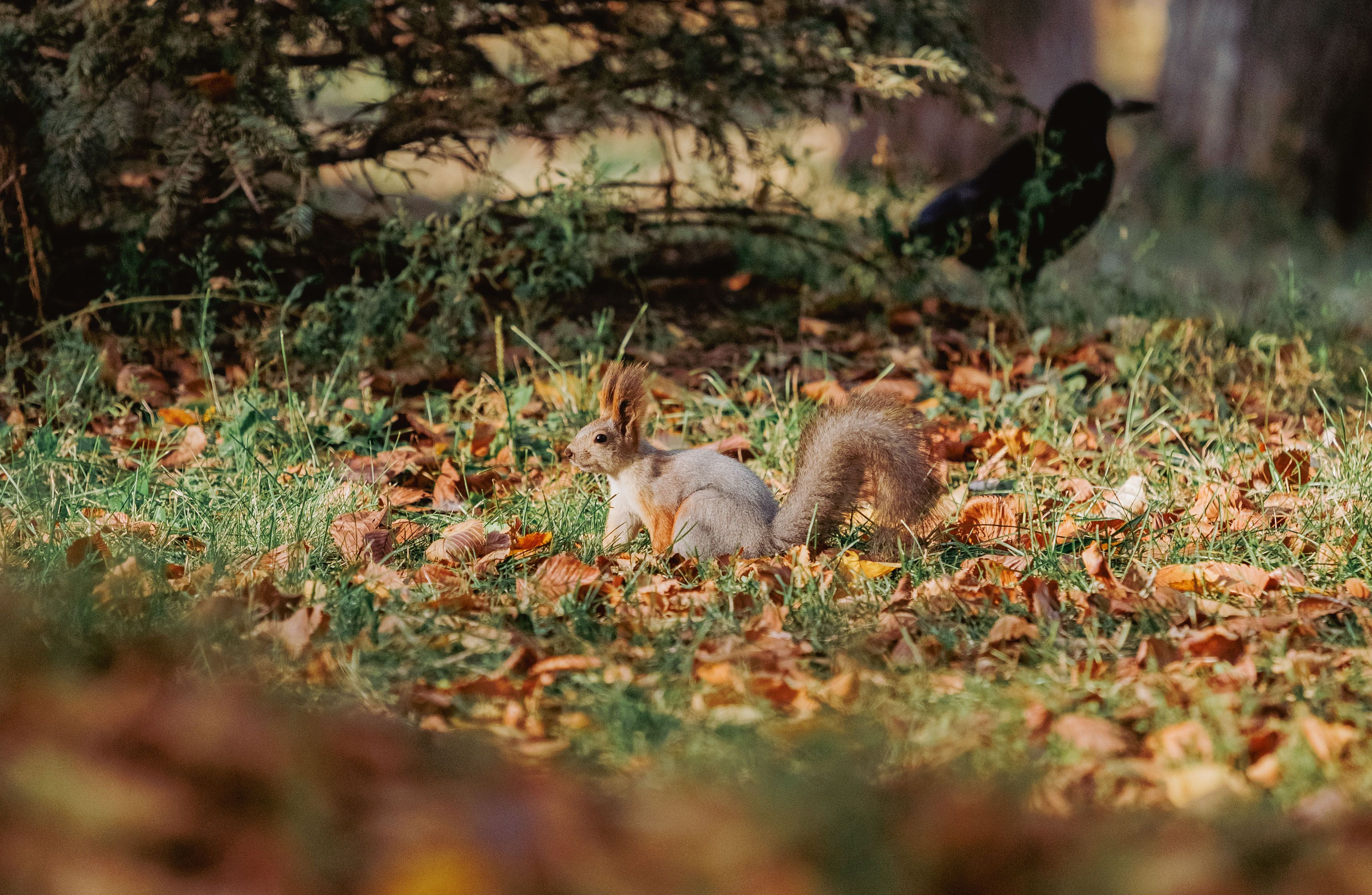 Squirrel in Autumn Leaves with Crow in Background · Free Stock Photo