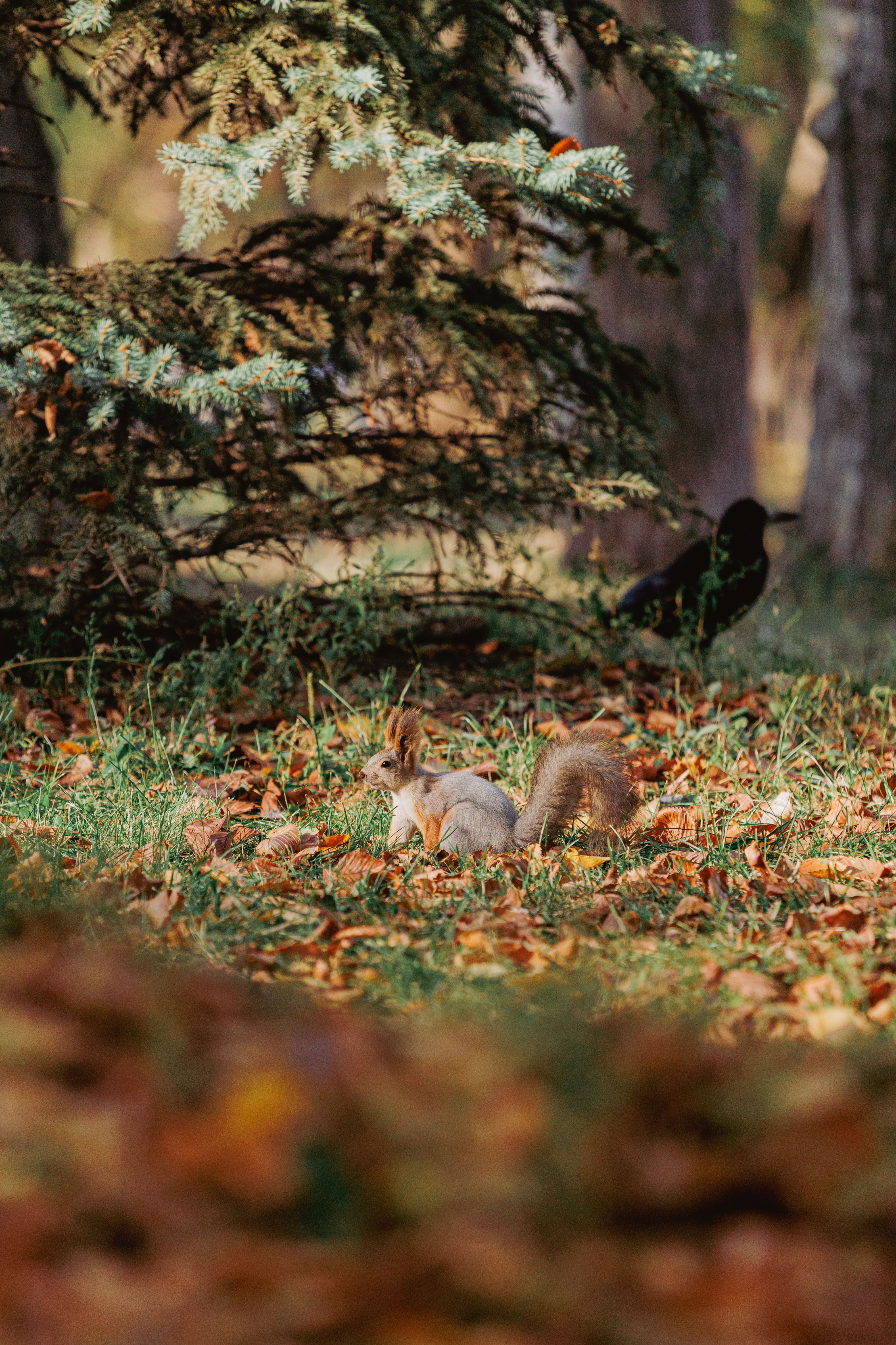 Squirrel and Crow in Autumn Forest Setting · Free Stock Photo