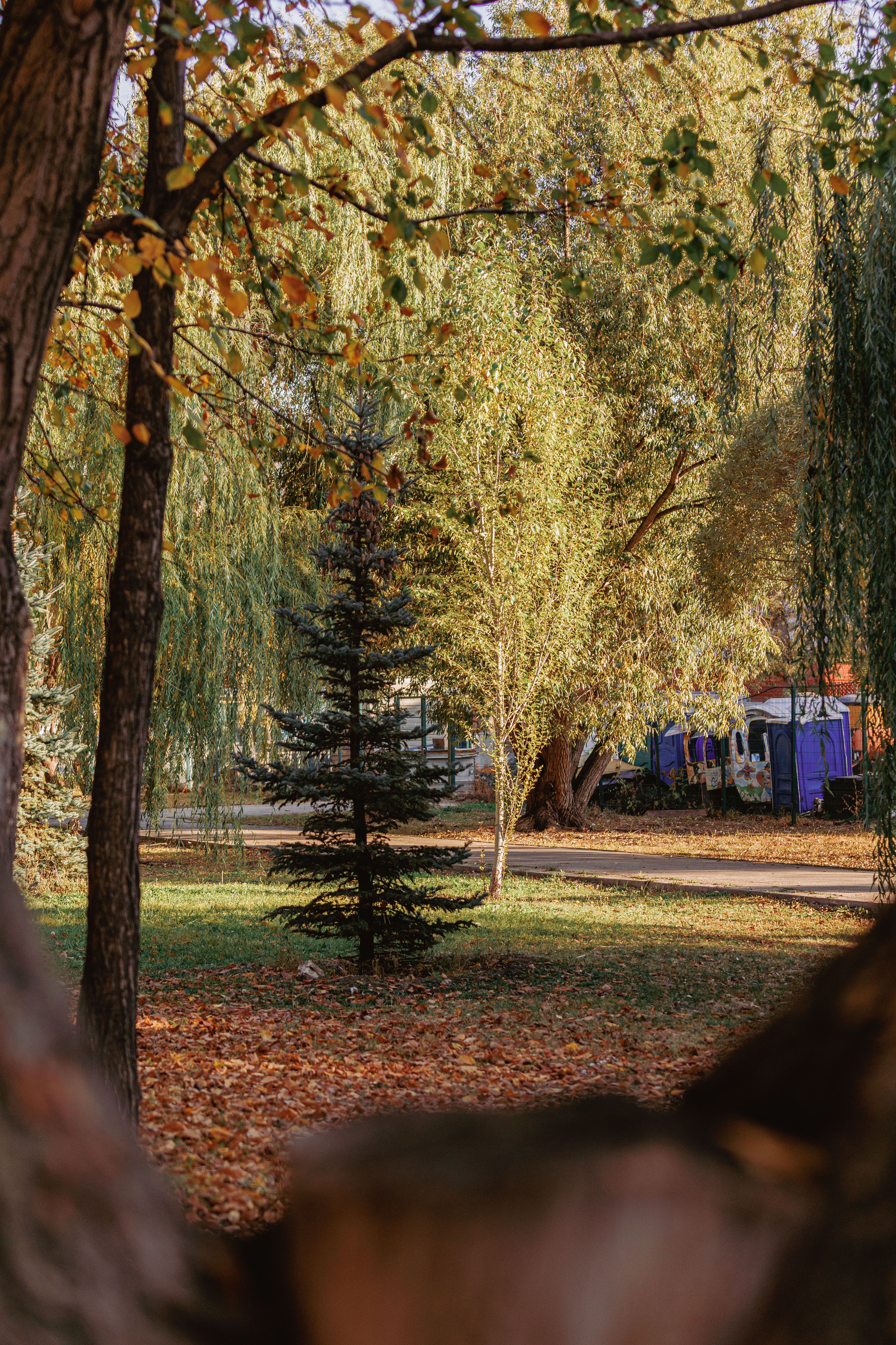 Red Tram Under Autumn Trees in Park Setting · Free Stock Photo