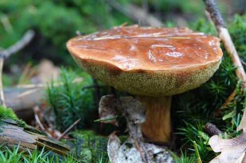 Free Close-up of a wild mushroom in a lush forest setting in Ermelo, Gelderland, The Netherlands. Stock Photo