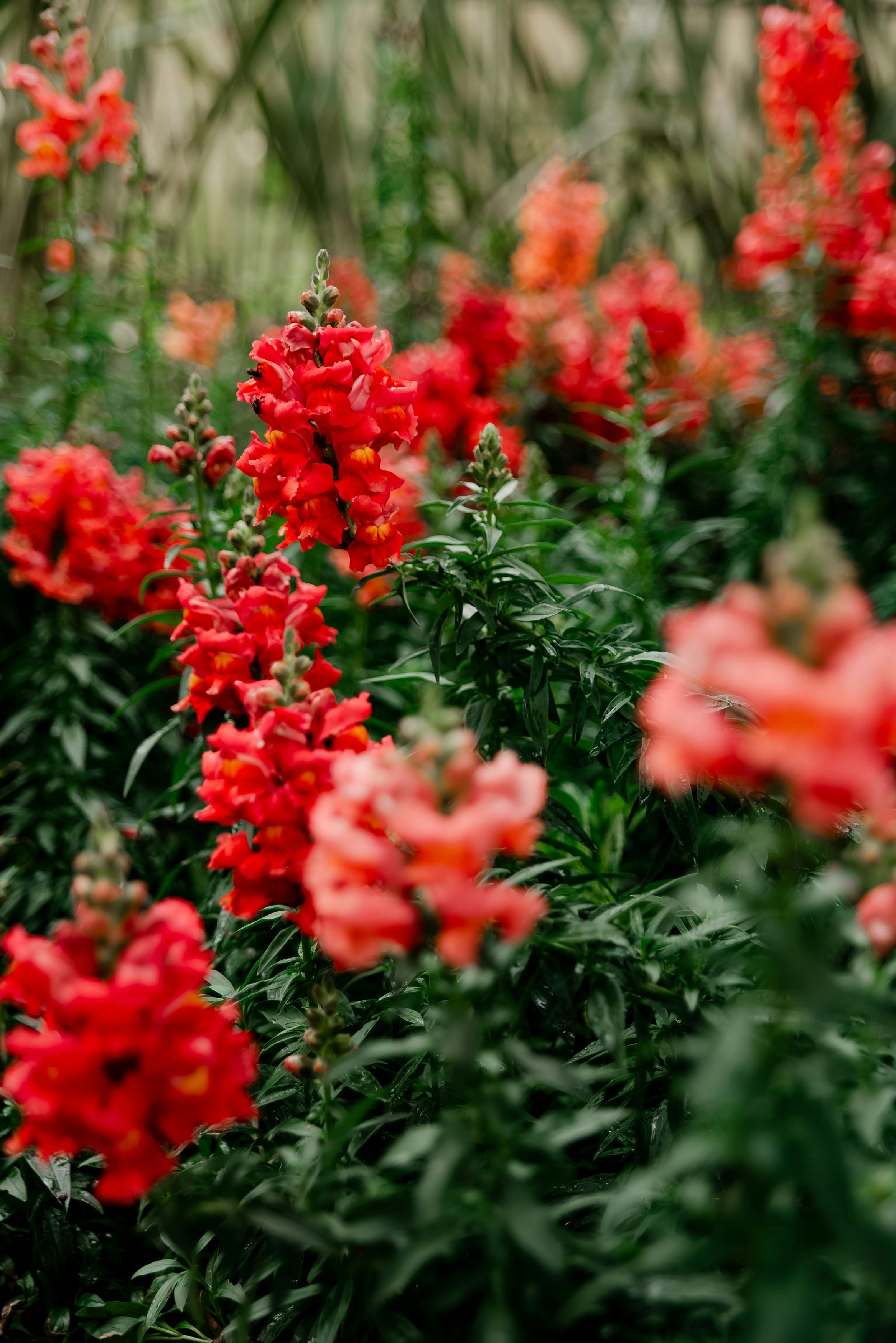 [ColoSach]-close-up-of-vibrant-red-snapdragon-flowers-in-full-bloom,-showcasing-natural-beauty.