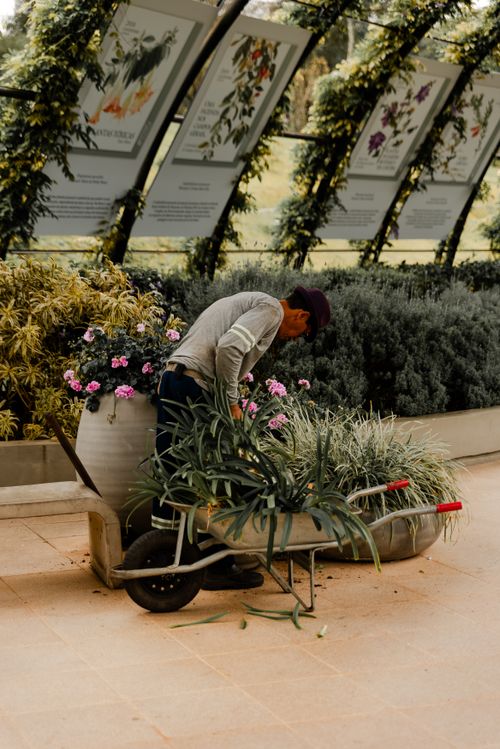 Free A gardener tends to plants in a vibrant, lush botanical garden setting, showcasing horticultural beauty. Stock Photo