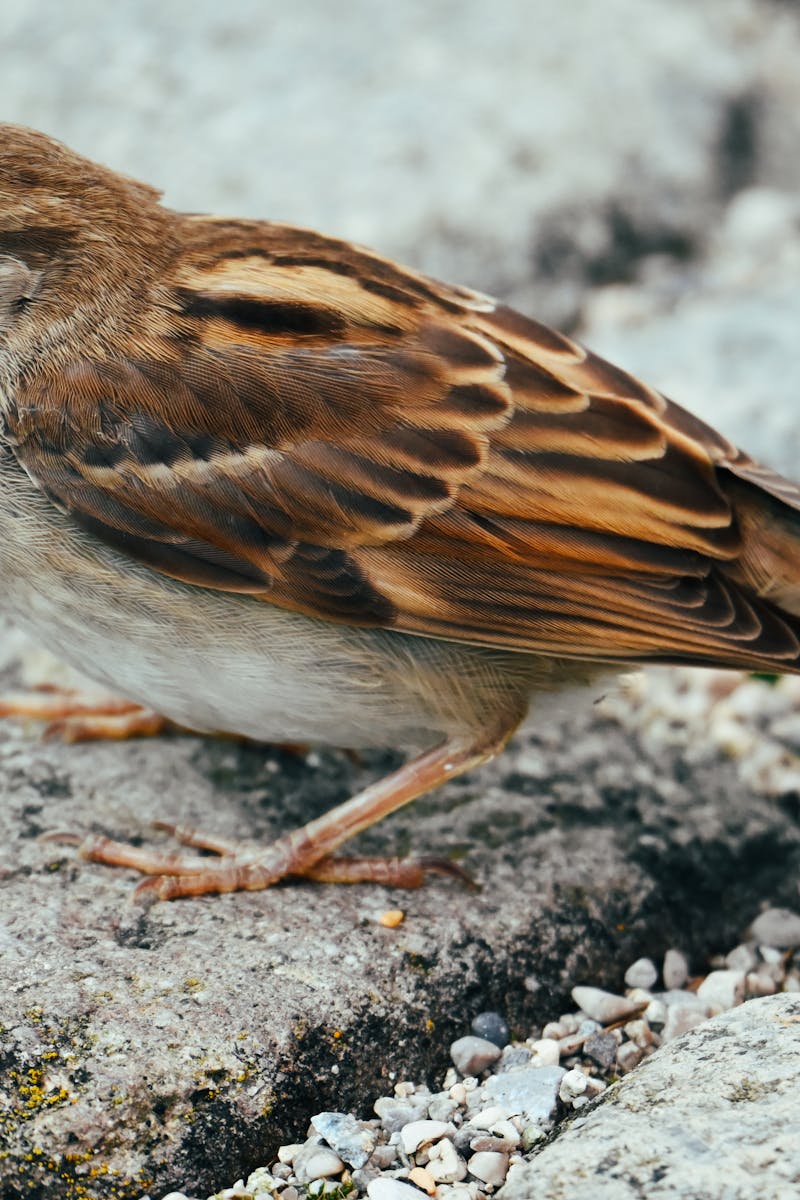 Bird Watching